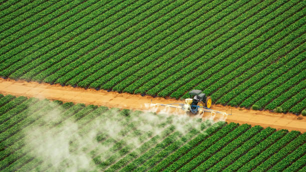 Best Wasp Removal Services  in Bean Station, TN