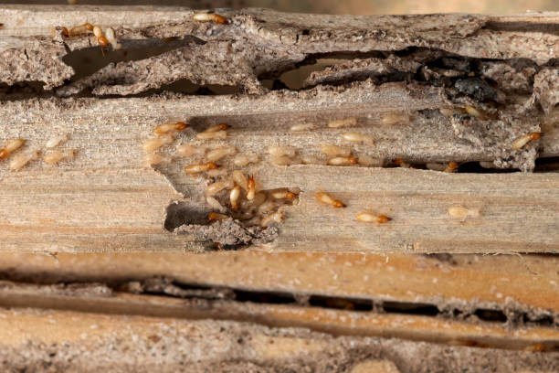 Best Commercial Pest Control Services  in Bean Station, TN